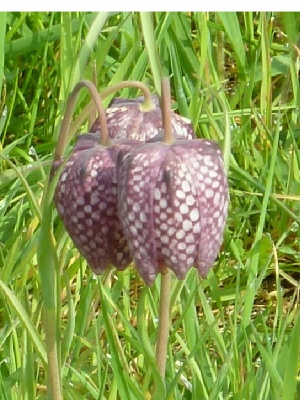 Flower, Fritillaria 